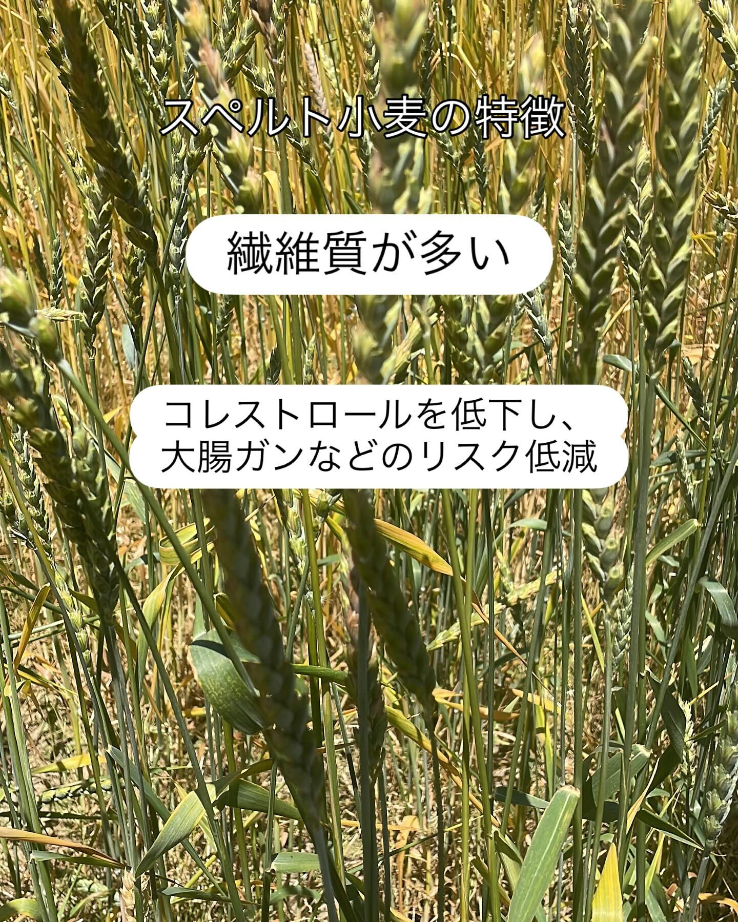 こんにちは