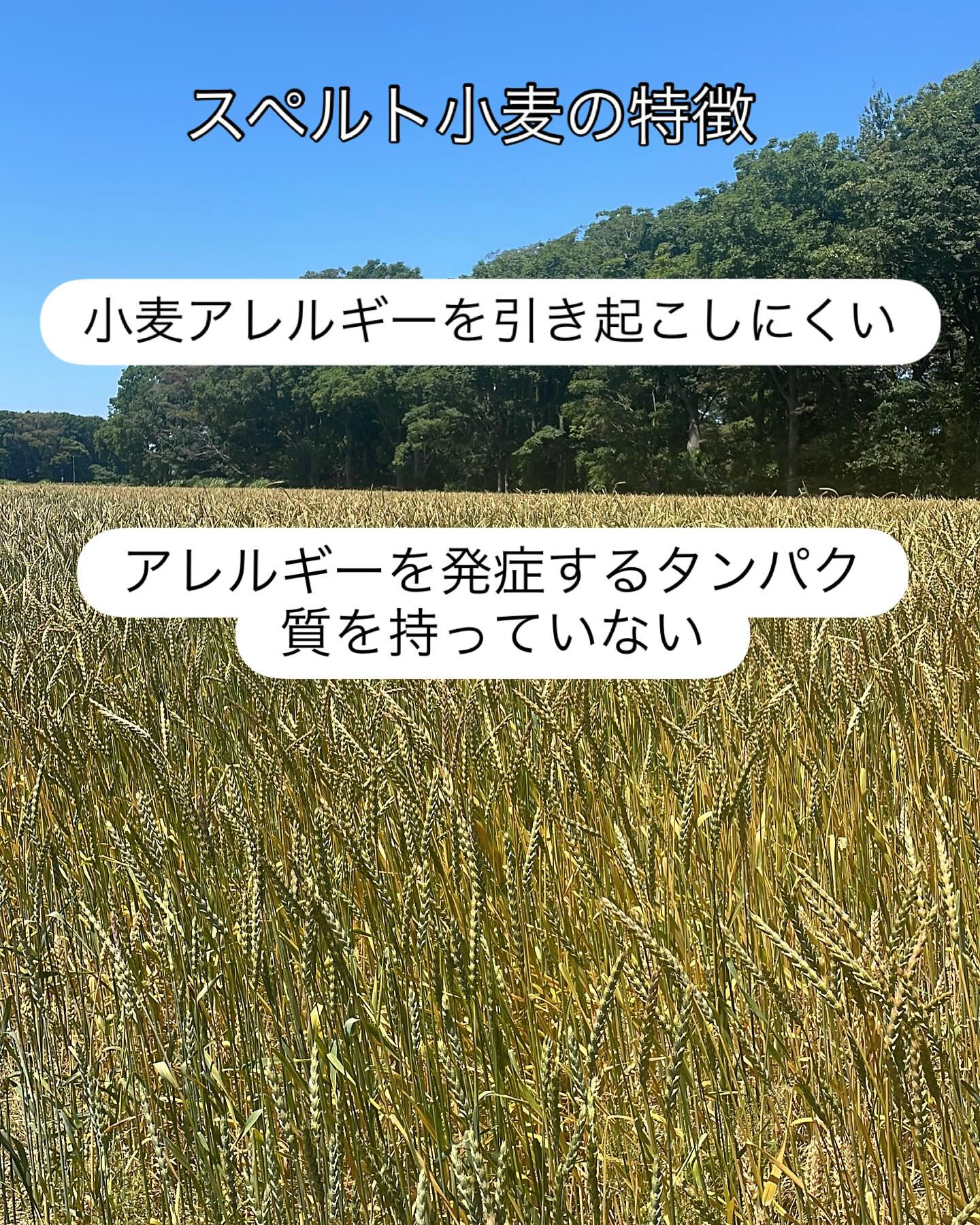 こんにちは