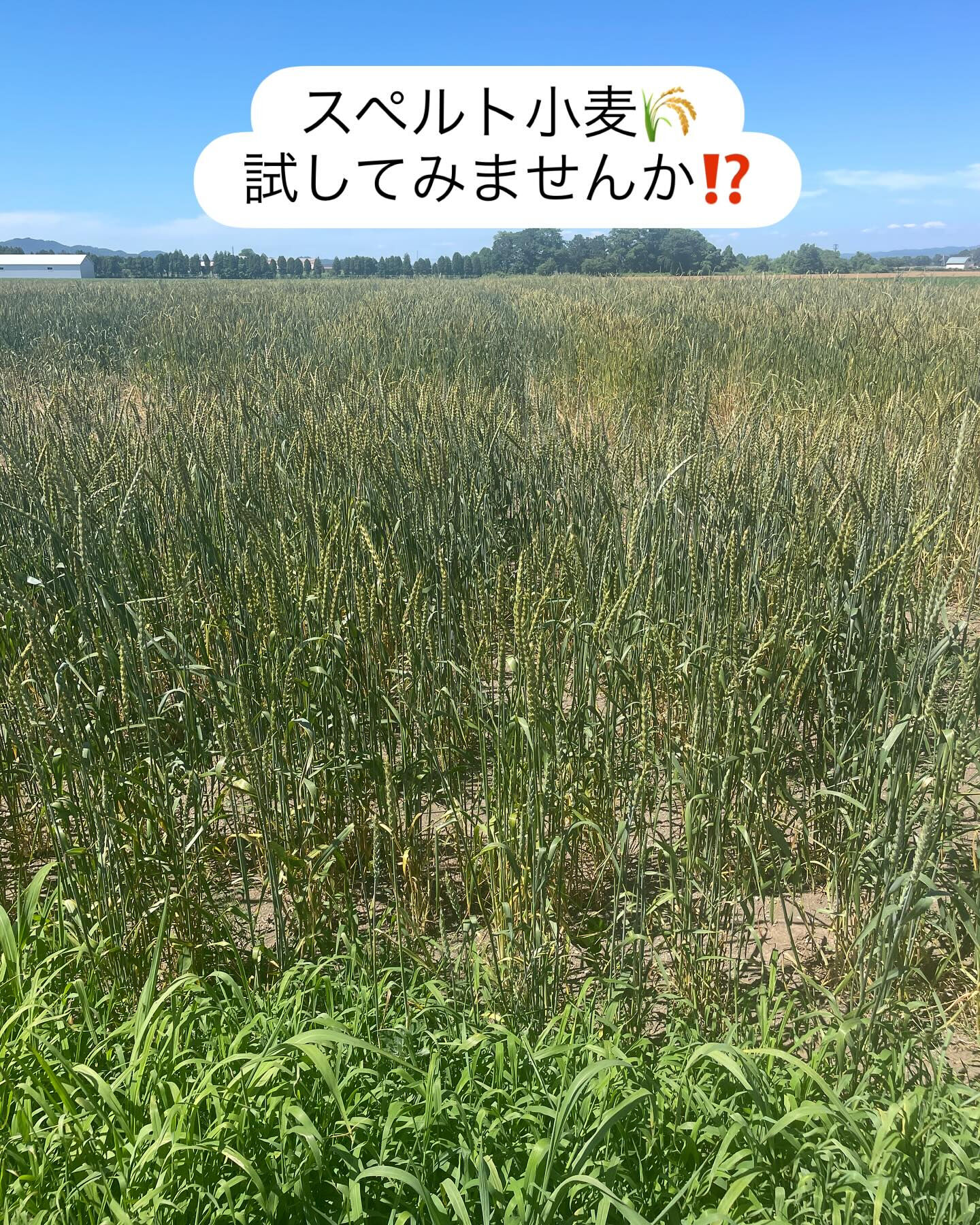 こんにちは
